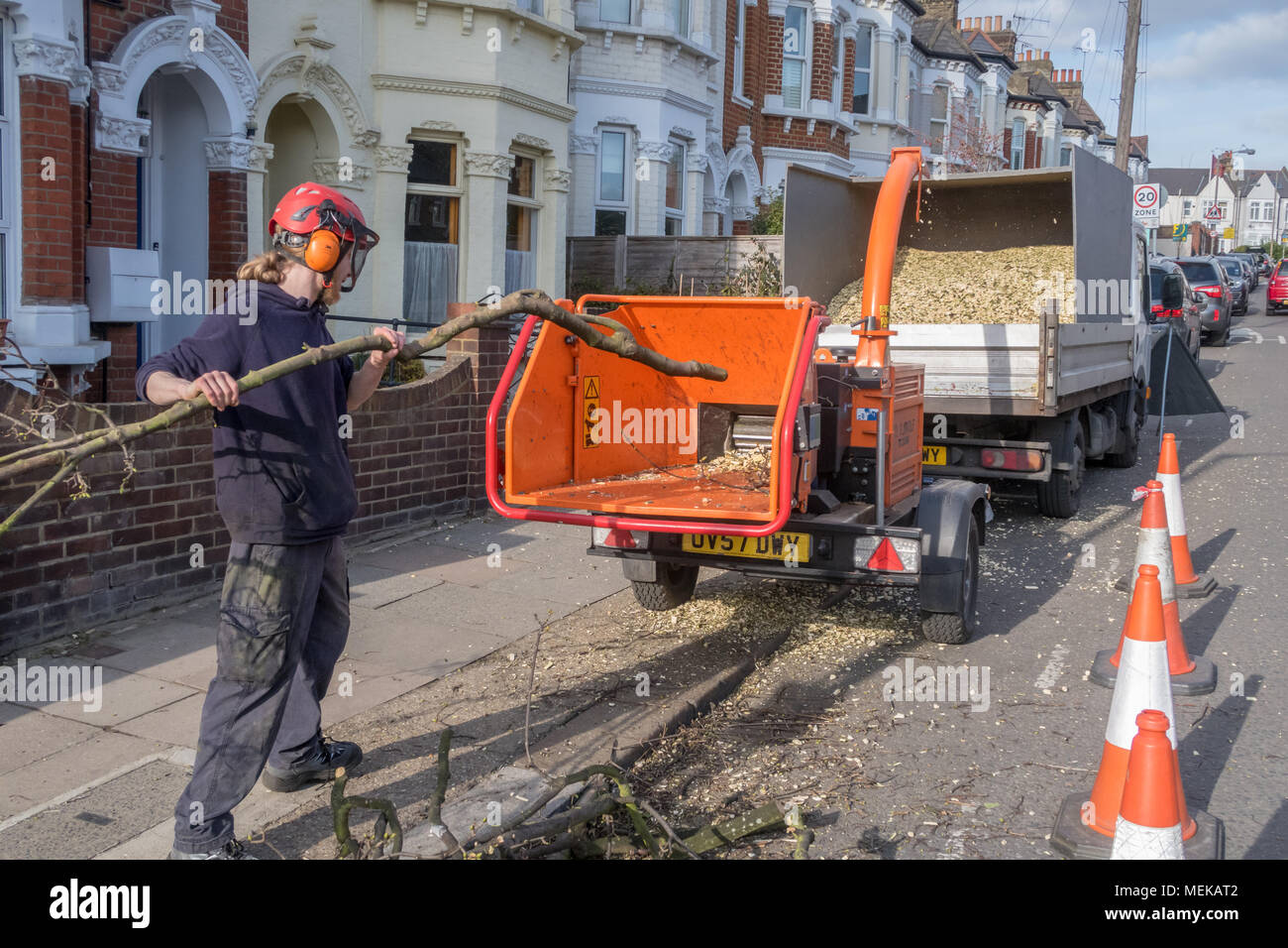 Ein Arbeiter mit einem Wood chipper zum Raspeln von Ästen in Holz Chip. Earlsfield, London, UK Stockfoto