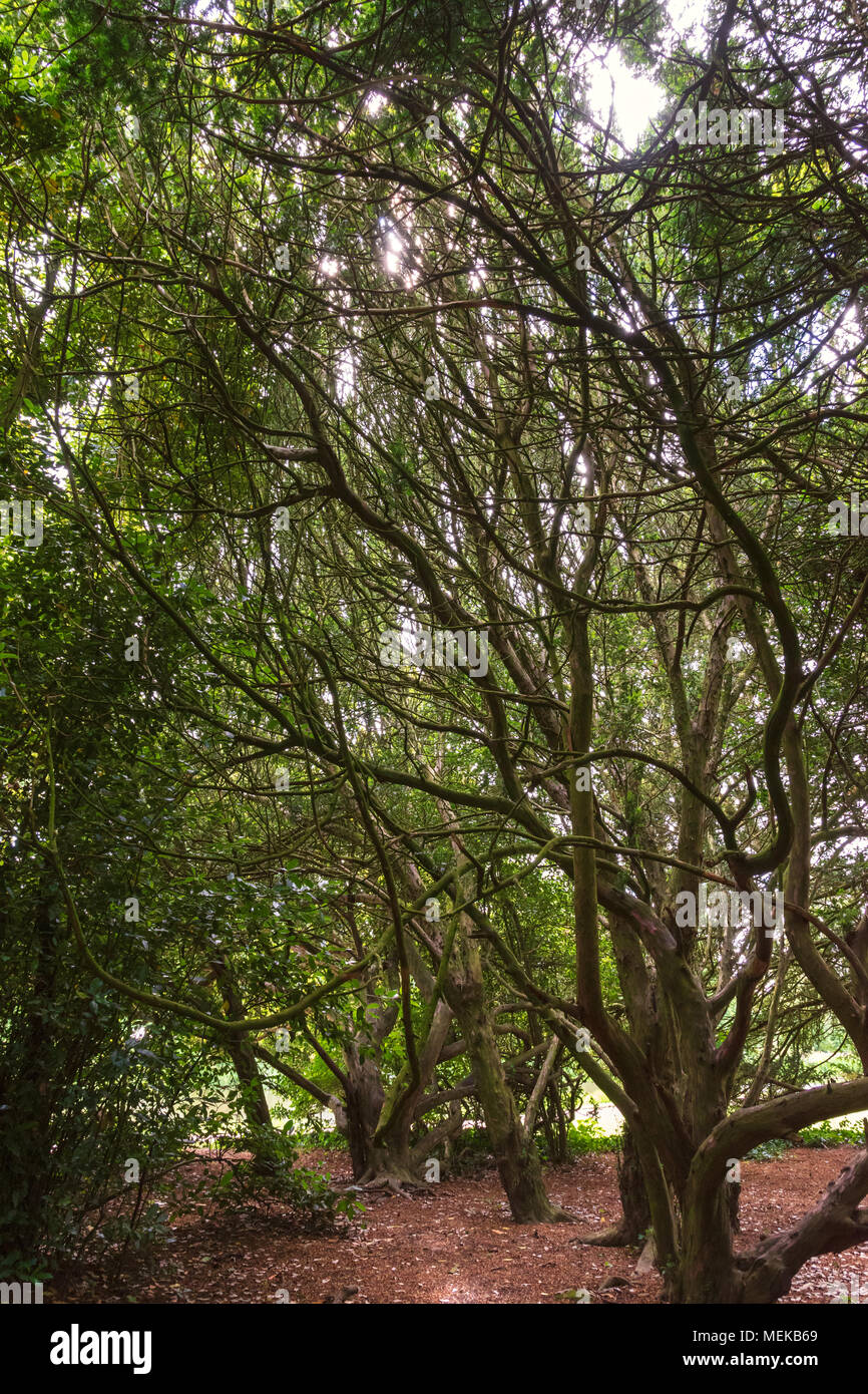 Ein Gewirr von Zweigniederlassungen, die in einem Wald Stockfoto