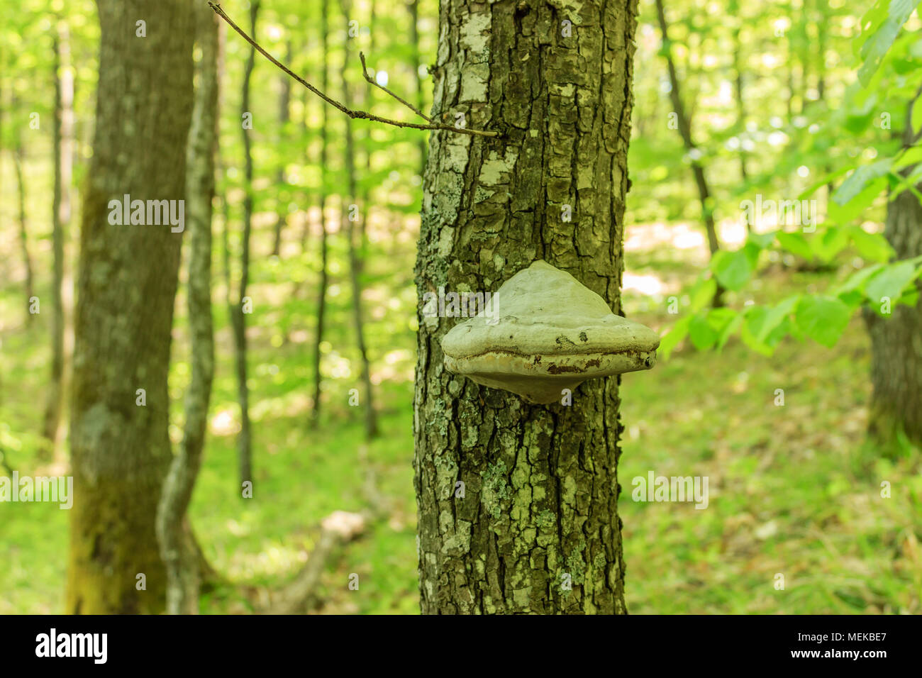 Laetiporus Sulfureus auf alten Baum, in der Nähe Stockfoto