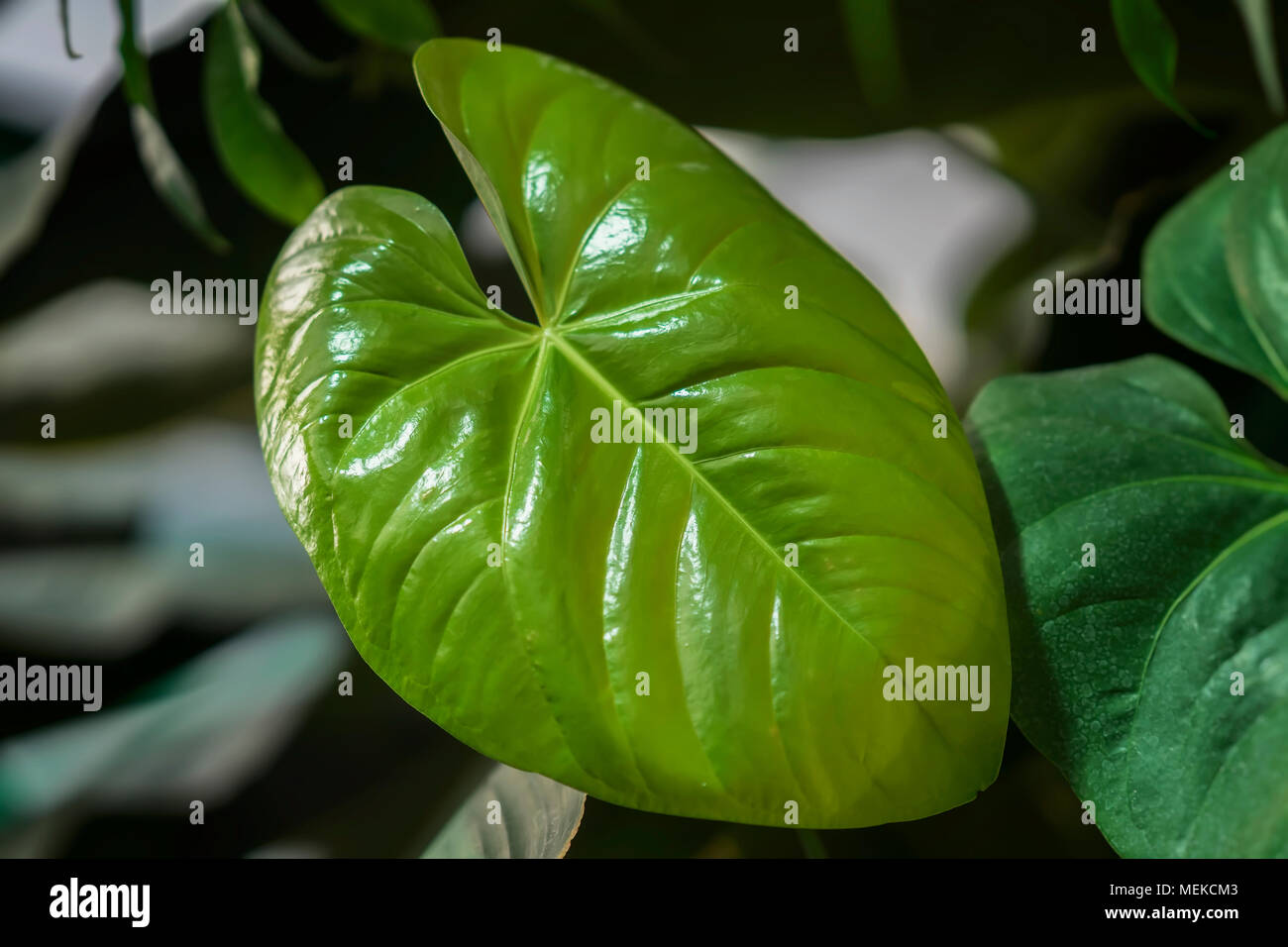 Natrlicher tropischer Monstera junge Bltter mit Textur. Split - Blatt  Philodendron, tropischen Pflanzen. Abstrakte natrlichen Muster, exotische  botanische Hintergrund Stockfotografie - Alamy