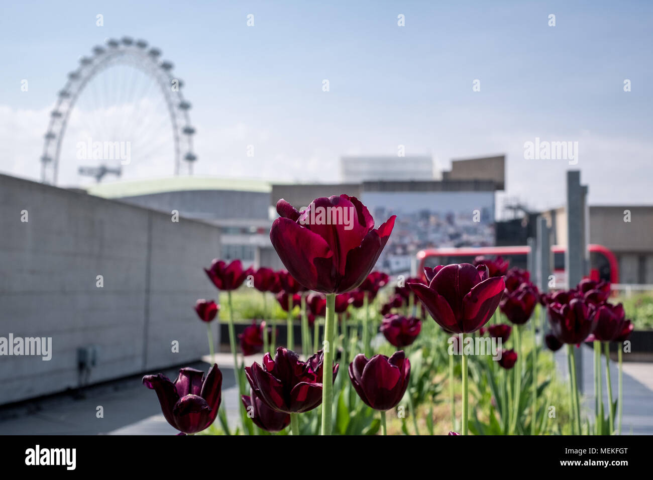 Lila Tulpen Bluhen Im Garten Auf Dem Dach Des Nationaltheaters Auf Der South Bank London Die Skyline Von London Und Das Auge Sind Im Hintergrund Stockfotografie Alamy