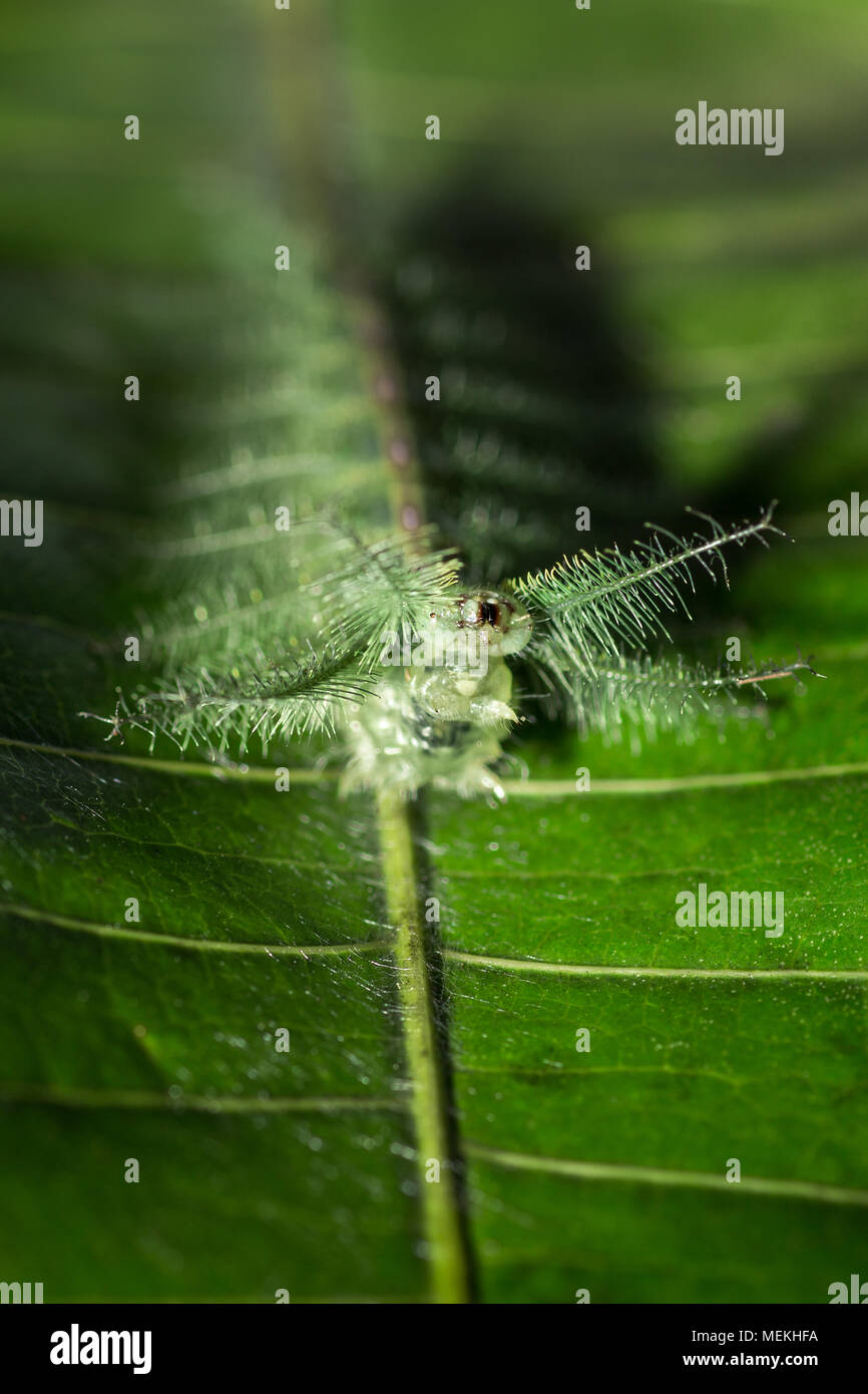 Euthalia aconthea Caterpillar, gemeinsame Baron Caterpillar oder der Baron, einer der Bürste Footed Raupen. Getarnt, Caterpillar, erstaunliche Insekten Stockfoto