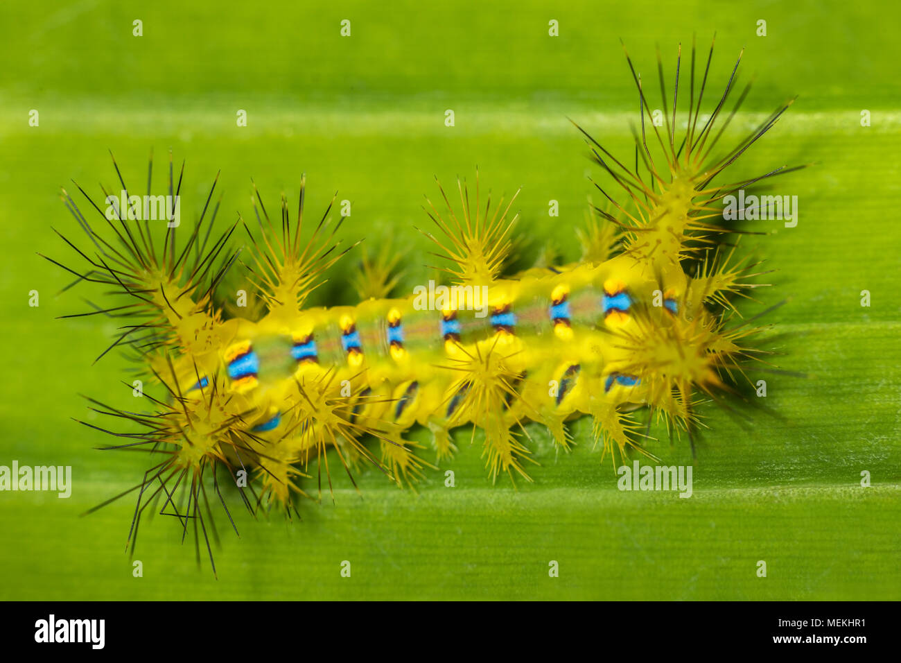 Brennnessel Slug Caterpillar oder die Tasse Motte Caterpillar (Setora nitens). Eine bizarre und schöne Raupe. Extreme Makro Foto von giftigen Insekten Stockfoto