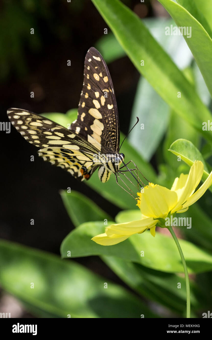Schwalbenschwanz Schmetterling auch als Kalk Schwalbenschwanz, Papilio demoleus Chequered Swallowtail und hier gesehen mit extrudieren Rüssel Fütterung auf Cosmos bekannt Stockfoto