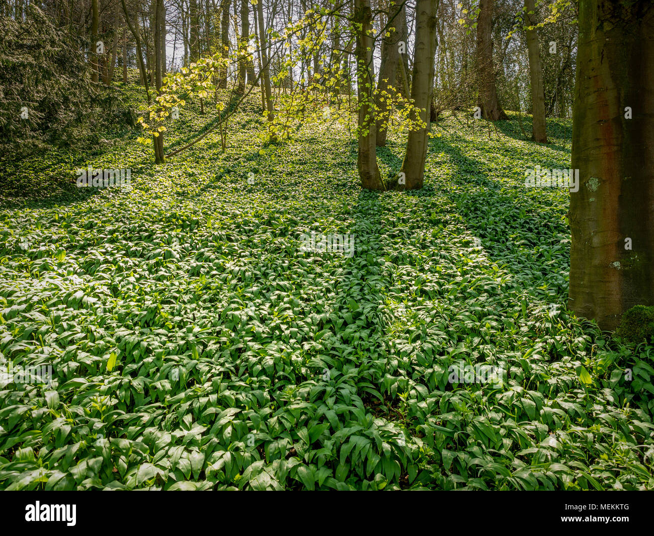 Bärlauch wächst im Wald Stockfoto