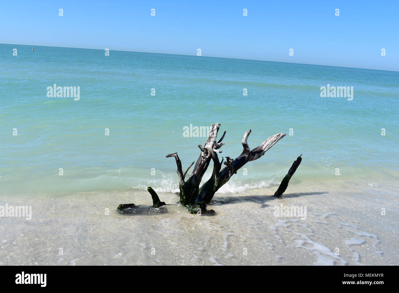 Treibholz in Sanibel Stockfoto