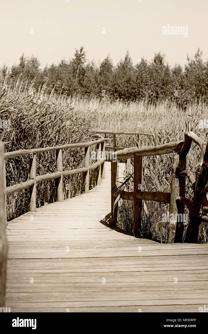 Ruhiger, sonniger, natur holz- spaziergang Trail. Stockfoto