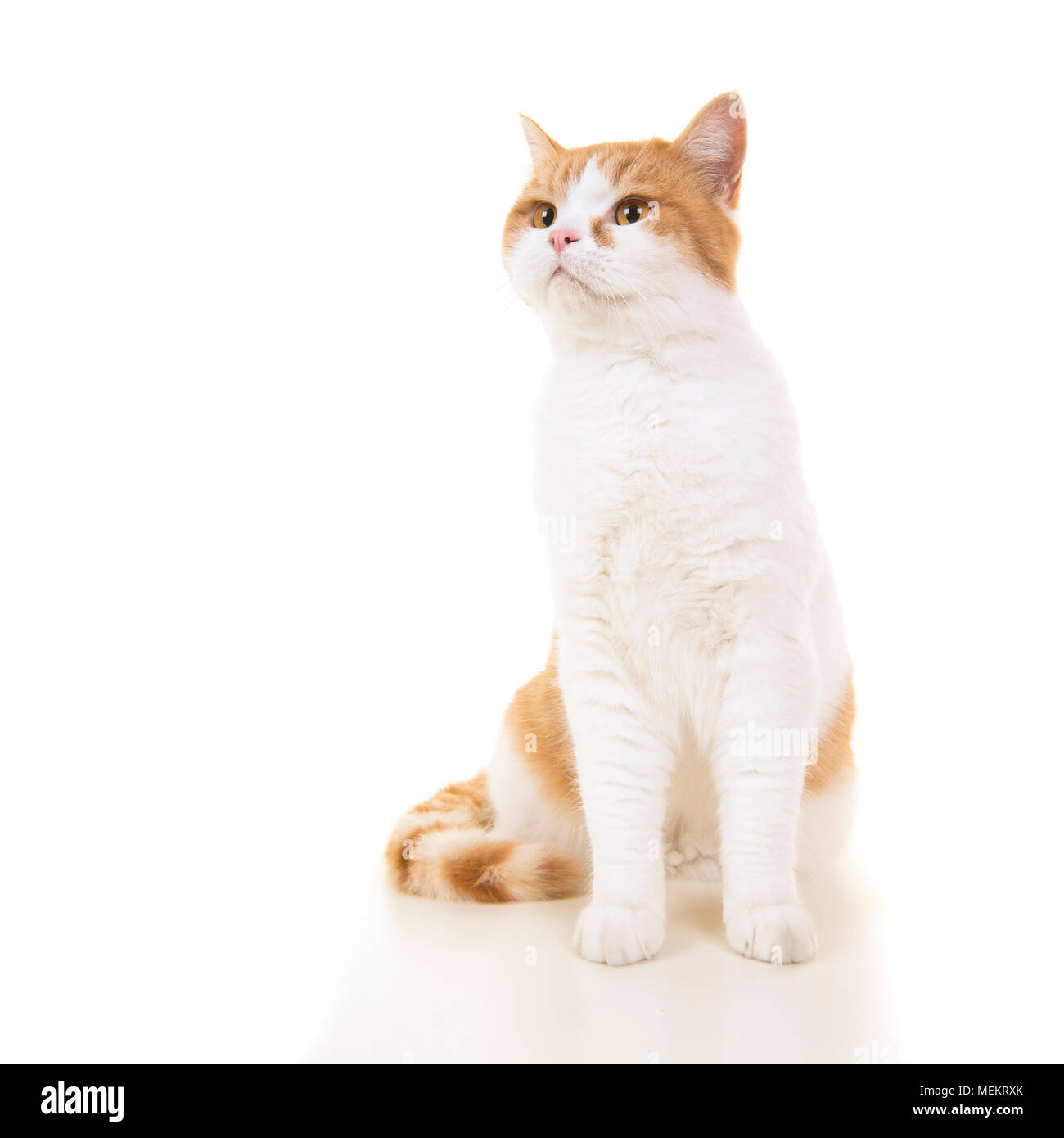 Rote und weiße britische kurze behaarte Katze sitzt und auf weißem Hintergrund Stockfoto