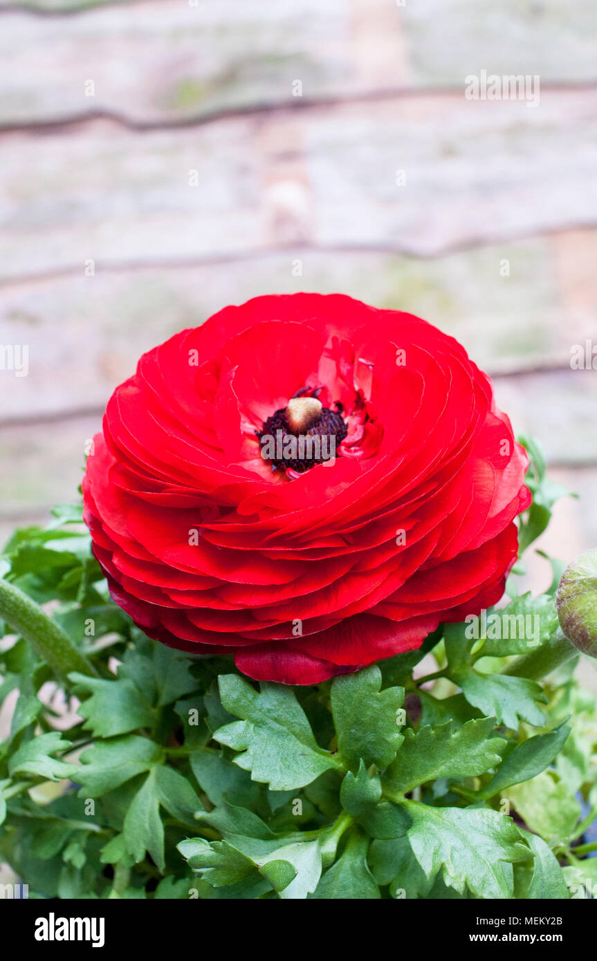 Ranunculus (Magic gemischt), Teil der Hahnenfußgewächse blühenden Frühling. und ideal für Kübel und Container. Stockfoto