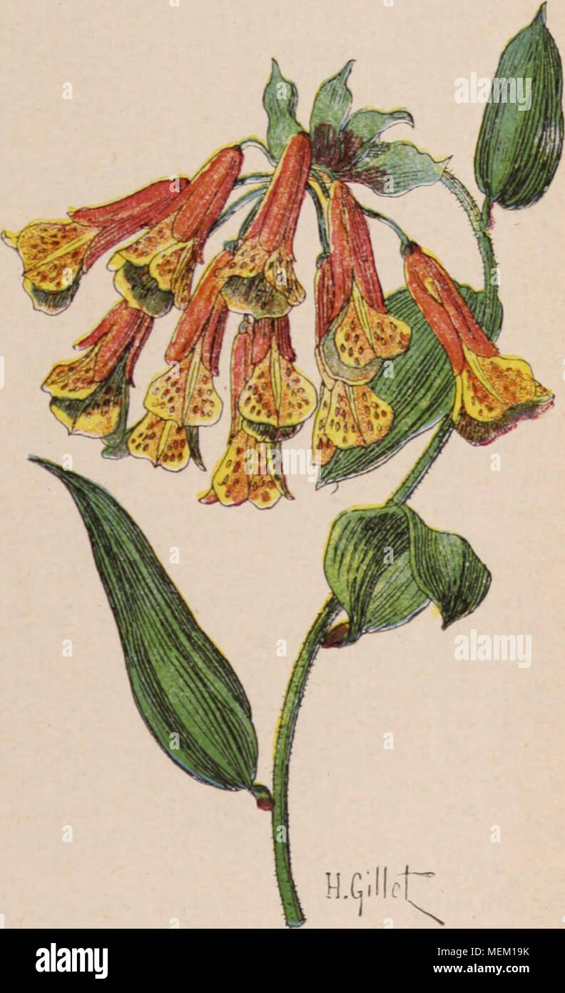. Wörterbuch d'Gartenbau illustrÃ©/par D. Bois prÃ© Gesicht de Maxime Cornu avec la collaboration de E. André... [Et Al.]. . Abb. 137. Â Bomarea Kalbreyeri Bak. Bonapartea Willd. Voir Agave Geminiflora. BONDRÃE (Permis apivorus). Mez Oiseau de proie, de la Taille d'une Buse, se distingue de cette DerniÃ¨re Par Sohn bec Ã arÃªte supÃ©rieure carÃ©nÃ©e et ses lockt plus lÃ©gÃ¨res. Il se nourrit non seulement de LÃ©zards et d'autres Petits ani-maux, mais Encore de Graines de Früchte et d'in-sectes. Auf l'accuse de s'attaquer aux Abeilles: Mais des Beobachtungen bien faites ont prouvÃ© que Stockfoto
