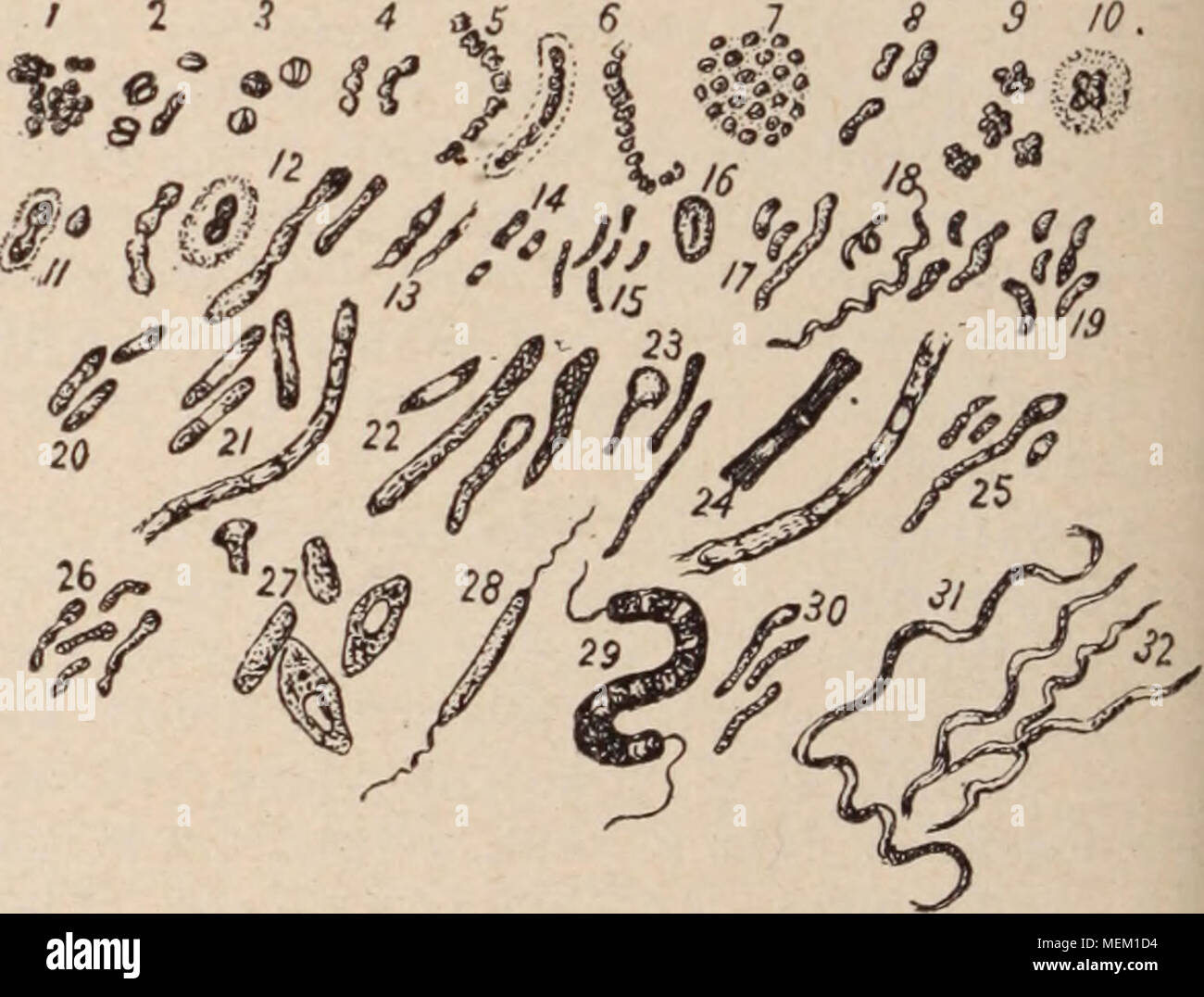 Micrococcus tetragenus Fotos und Bildmaterial in hoher Auflösung Alamy