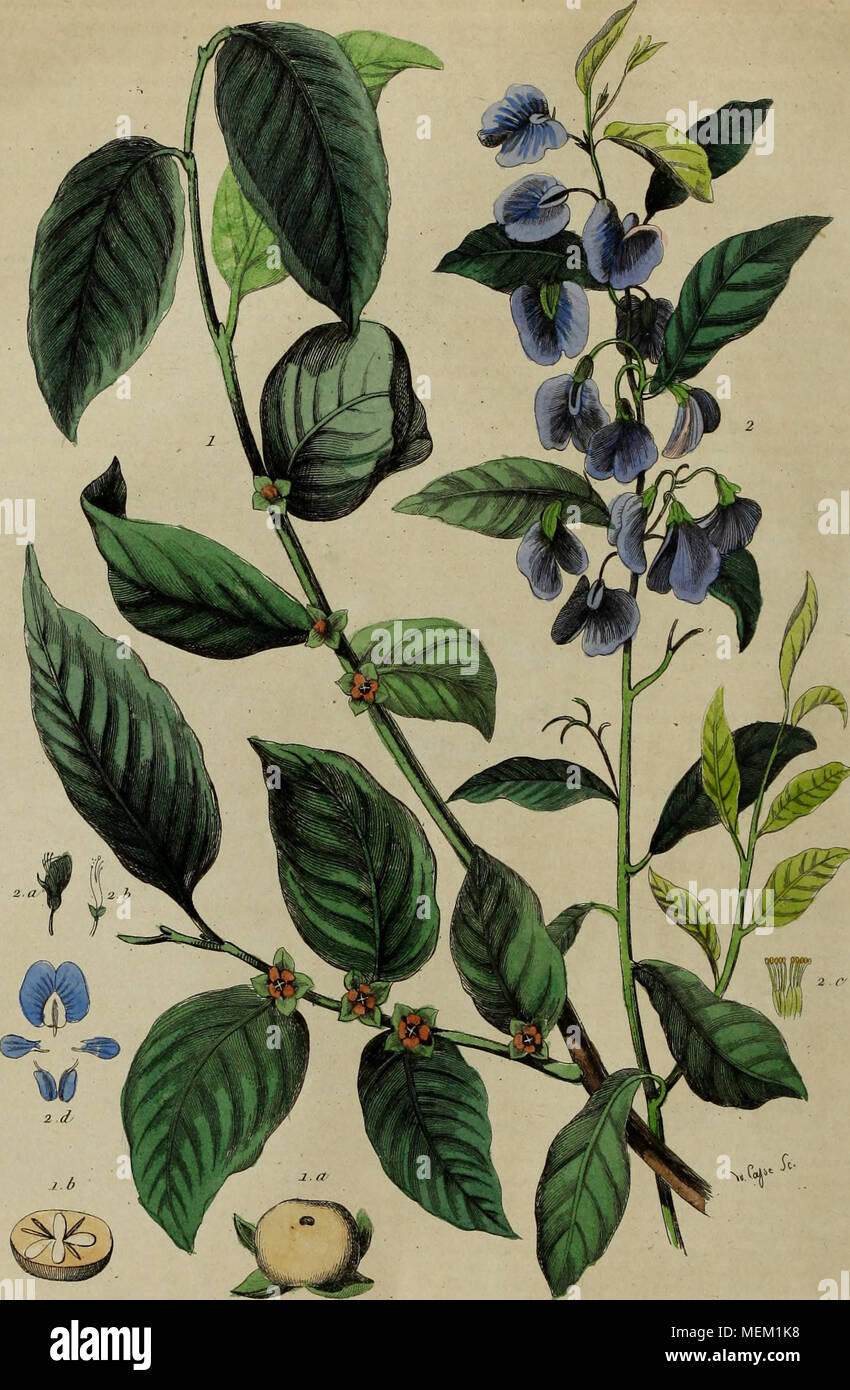 . Wörterbuch pittoresque d'histoire naturelle et des phénomènes de la Nature. j Plaqueminjer Plalychilier ich •&lt;/;&lt;&lt;, - Stockfoto