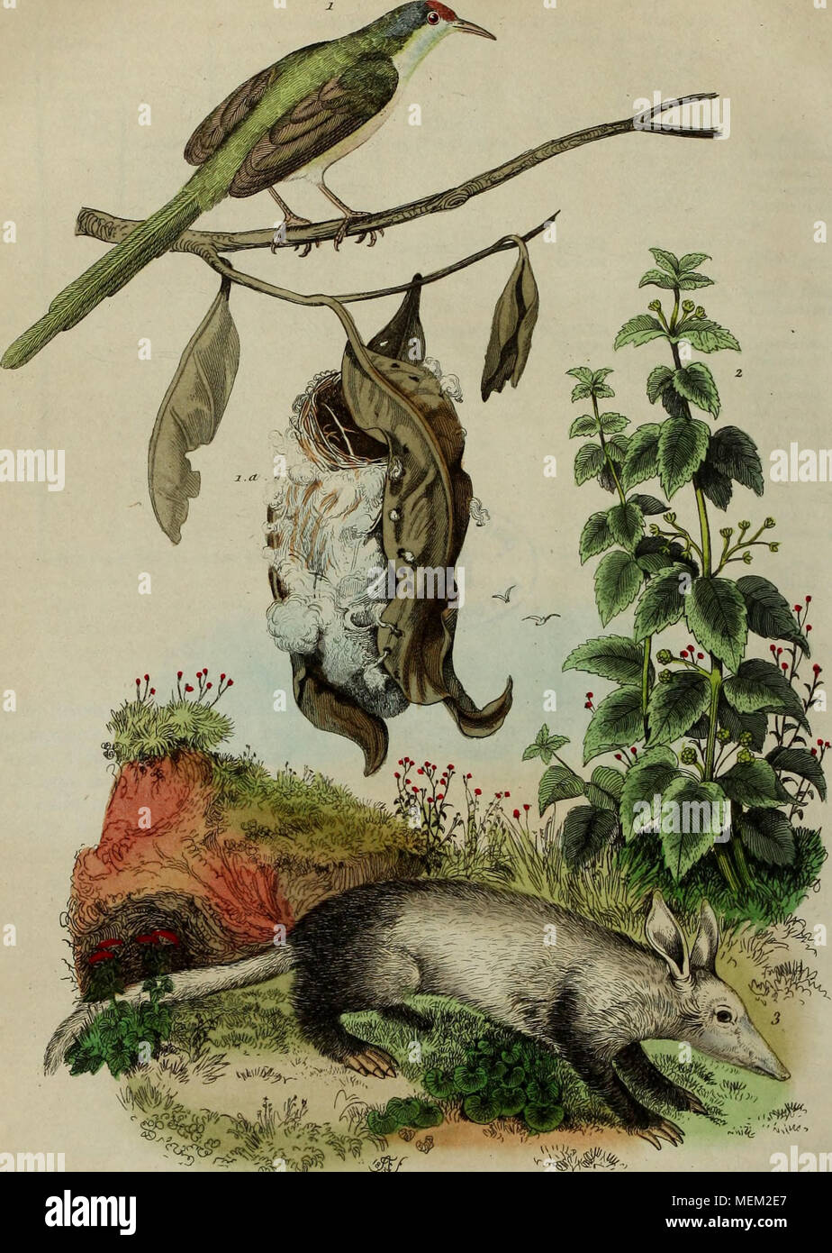 . Wörterbuch pittoresque d'histoire naturelle et des phÃ © nomÃ¨nes de la Nature. ^^^^^Ã'^.^-w OrlKotorue. 2. Oder liegen. 3. OryctÃ © Papst Stockfoto