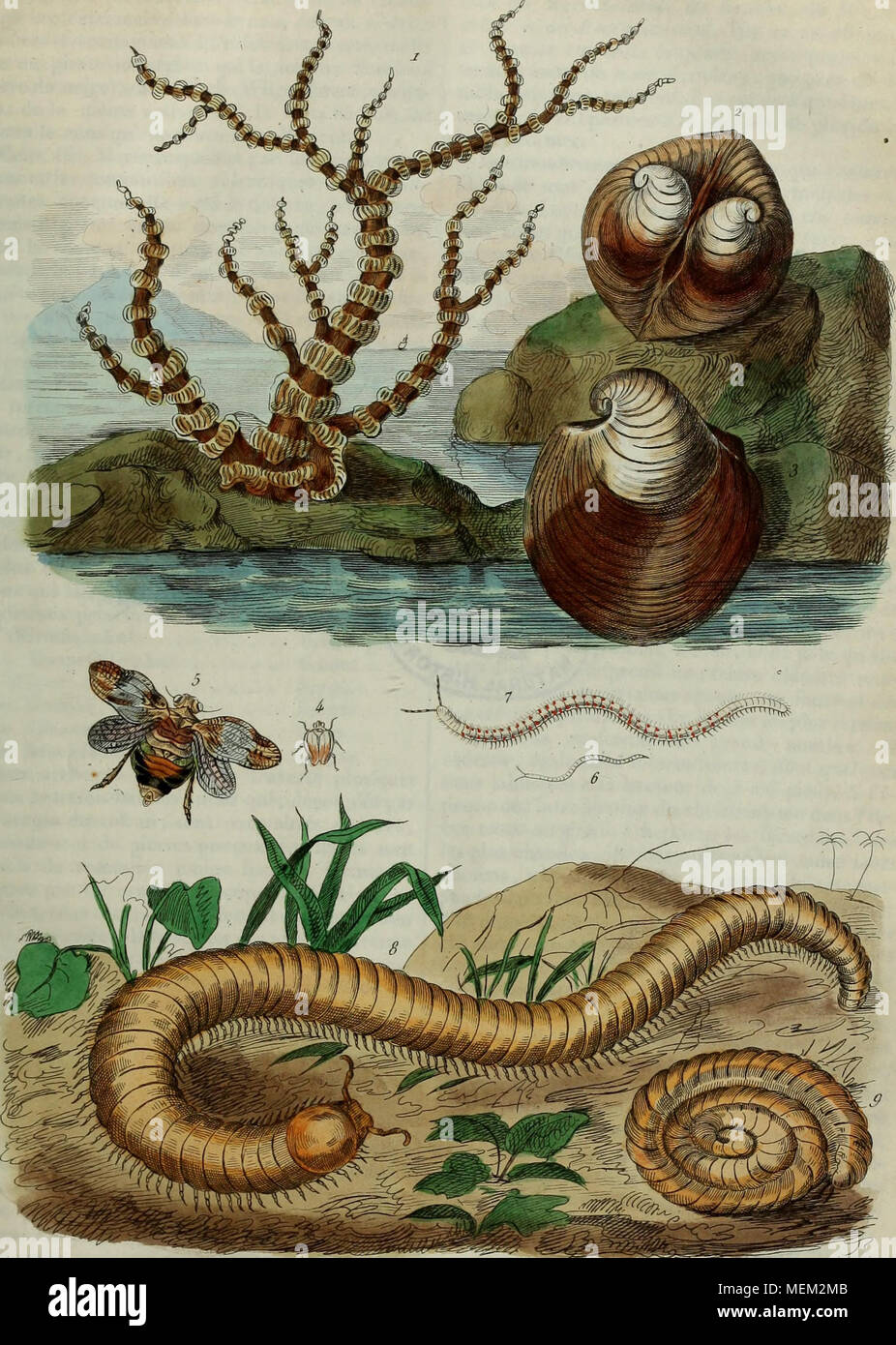 . Wörterbuch pittoresque d'histoire naturelle et des phénomènes de la Nature. IsOCiU Isldc -, J'lte 4. 5 Isie 0a q Julc Stockfoto