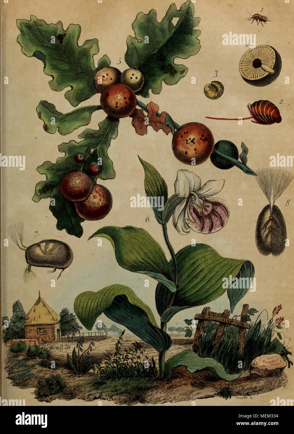 . Wörterbuch pittoresque d'histoire naturelle et des phÃ © nomÃ¨nes de la Nature. u1 â&gt; l "iiij&gt;;;;;;;; 0 (• yp prini 'dc ,1 ('/'Ã" u^rt^t/Tr - Stockfoto