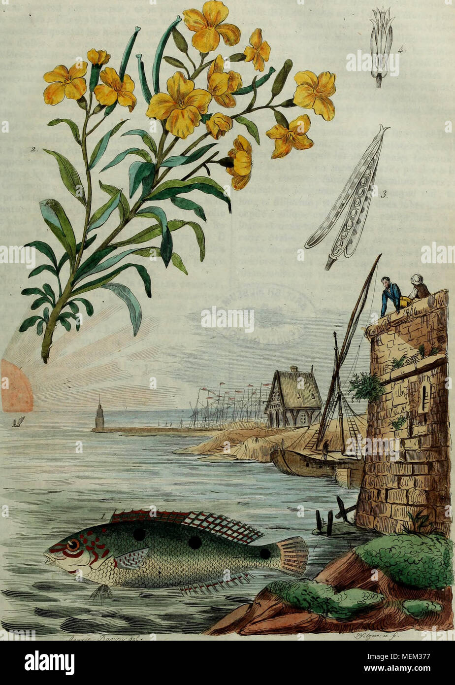 . Wörterbuch pittoresque d'histoire naturelle et des phénomènes de la Nature. (Ru-oUe z'i jL (Vu von Stockfoto