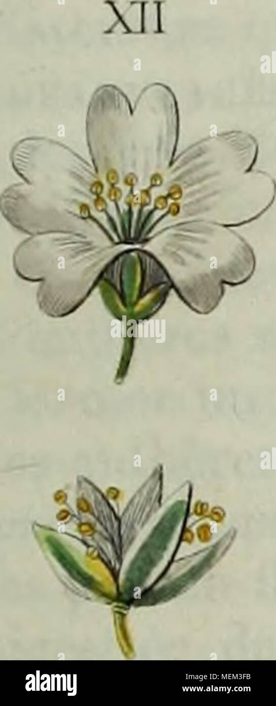 . Wörterbuch pittoresque d'histoire naturelle et des phénomènes de la Nature. I^pipeftï/t/' Stockfoto