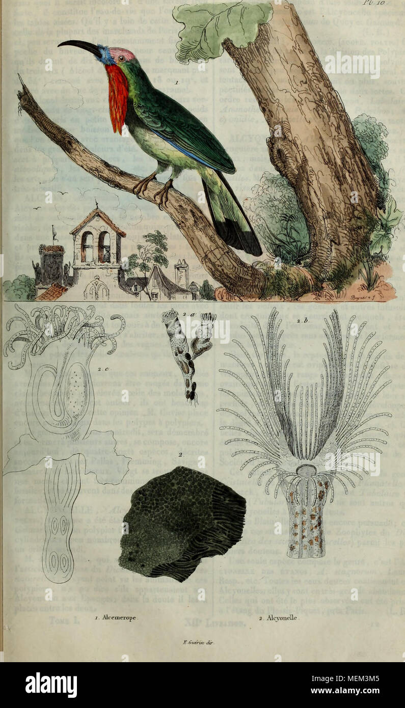 . Wörterbuch pittoresque d'histoire naturelle et des phénomènes de la Nature. 2 AlcvoiieUe E (tuirui dir Stockfoto