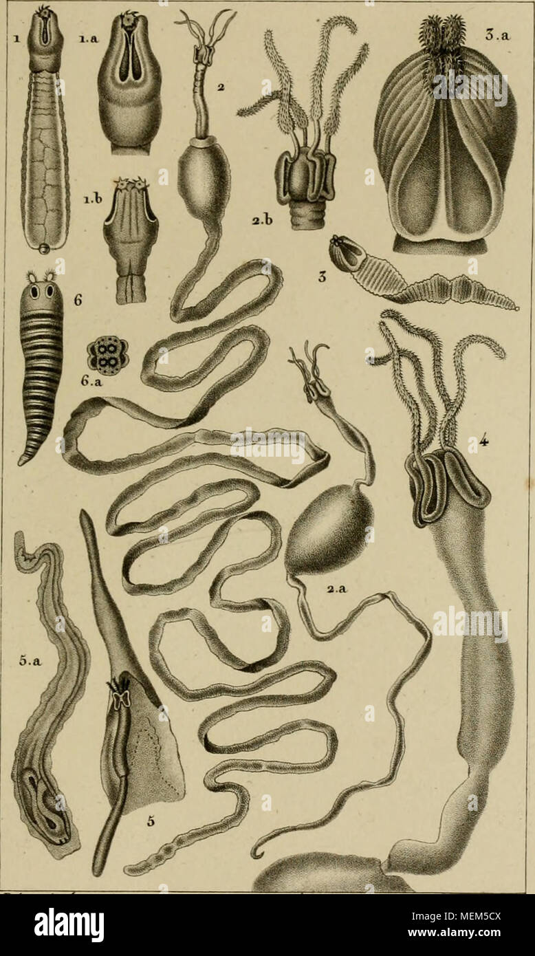 . Wörterbuch des sciences naturelles, Dans lequel auf traite méthodiquement De être de la nature considérés différens, soit en eux-mêmes, d'après l'État actuel de nos connoissances, soit relativement à l'utilité qu'en peuvent retirer La médecine, l'agriculture, le Commerce et les Artes. Suivi d'une Biographie des plus célèbres naturalistes. Ich. UIBOTITRIORHYNgTIE dnLcpidope. ja ib. . IV Té^&lt;;;;;;;; Roj-s, e. Î. aa. ali. tVYAlNOlUmVQUE ramjiaiif. 3.5. TKTRARHYNQX' E diaoophore. 4..": TU 0 CEPHALE macroiire. 5. FLORICEPS de C'iivici-Aar. r t/tr, r, i, -. 5a./&lt;/t/Mi/r/e j-NC. Stockfoto