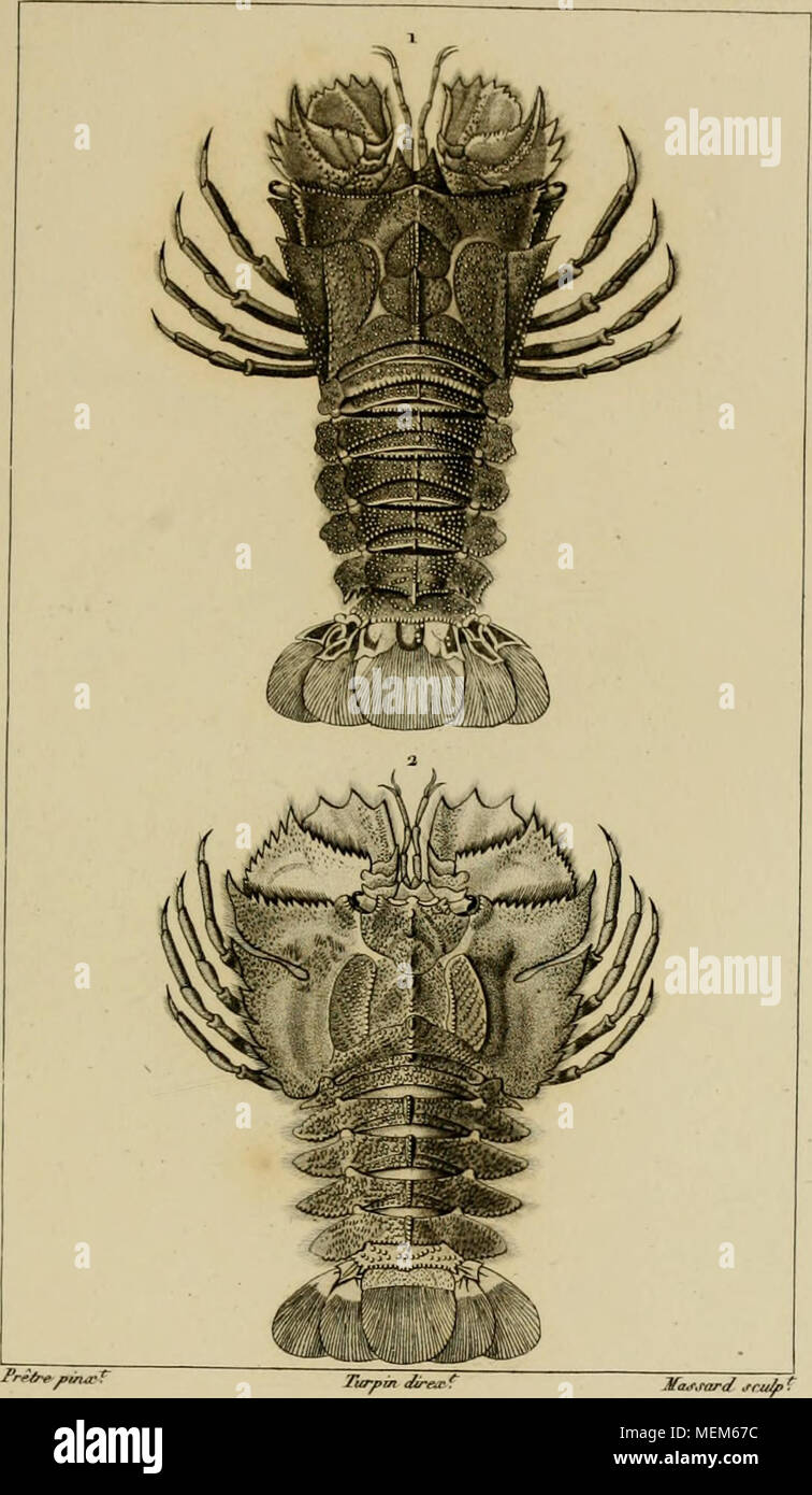 . Wörterbuch des sciences naturelles, Dans lequel auf traite méthodiquement De être de la nature considérés différens, soit en eux-mêmes, d'après l'État actuel de nos connoissances, soit relativement à l'utilité qu'en peuvent retirer La médecine, l'agriculture, le Commerce et les Artes. Suivi d'une Biographie des plus célèbres naturalistes. JVIacroures.ja.Ibaciis (/f/'e' ron Stockfoto