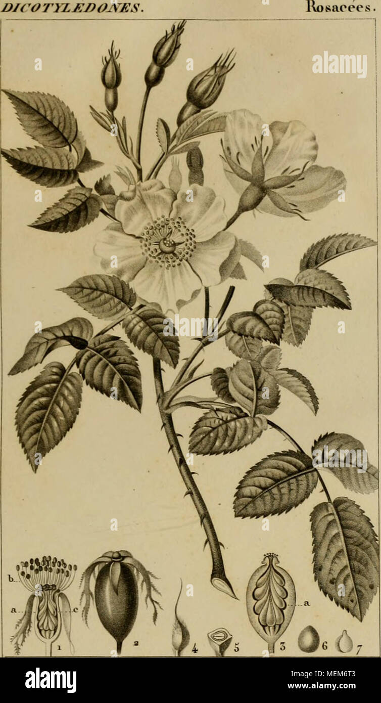 . Wörterbuch des sciences naturelles, Dans lequel auf traite mÃ©thodiquement des diffÃ©rens Ãªtres de la Nature, considÃ©rÃ©s soit en eux-mÃªmes, d'Après-ski-l'Ã©tat Actuel de nos connoissances, soit relativement à l'utilitÃ© qu'en peuvent retirer la mÃ©decine, l'agriculture, le Commerce et les Artes. Suivi d'une Biographie des plus Cà©lÃ¨bres naturalistes. Turbin otnx - 'e/iAr-Ex^^ cu TicSar&amp;&gt;. ROSIER des chiens. ROSA CANINA (Itn. J (Oraftf/. naÃ. J 1. Babybett^e fffrÃ Cafe atm^/Leur^/i/^ auf einem enArtxr ^j^ eÃ¢i^. A-fÃ Ãre.&gt; J^/ammej-. c. J* Ã¹-Ã¢/s.^ J'rtiÃ¹.'^. (oiwe verÃ ©. f^i m^/ne aa/7J/a a Stockfoto