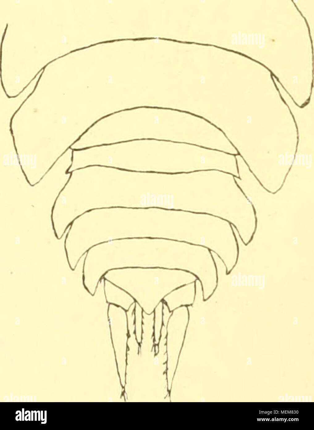 . Die asseln oder Isopoden Deutschlands. Abb. 21. Ligidium hypnorum, Kopf. Ss) Das1. Thoracalsegment ist an den Seiten Gedenkbuch ausgeschweift (Abb. 24); die Augen bestehen aus vielen Ocellen, so befindet sich, von oben gesehen, vor ihnen nie eine Kopferweiterung (Abb. 24); das Telson i^a g t oder Nicht kaum bis zur Mitte des Innenastes der Schwanzfüße vor (Abb. 22) und ist oft am Ende gerundet (Abb. 31) oder gestutzt (Abb. 27 u. 33) '^sterben Augen sind wohl entwickelt und bestehen aus vielen Ocellen; sie reichen, bei Ansicht des Tieres von Ihr Browser kann leider keine eingebetteten Frames anzeigen, an den Seiten bis zum Vorderrand des Kopfes (Abb. Stockfoto