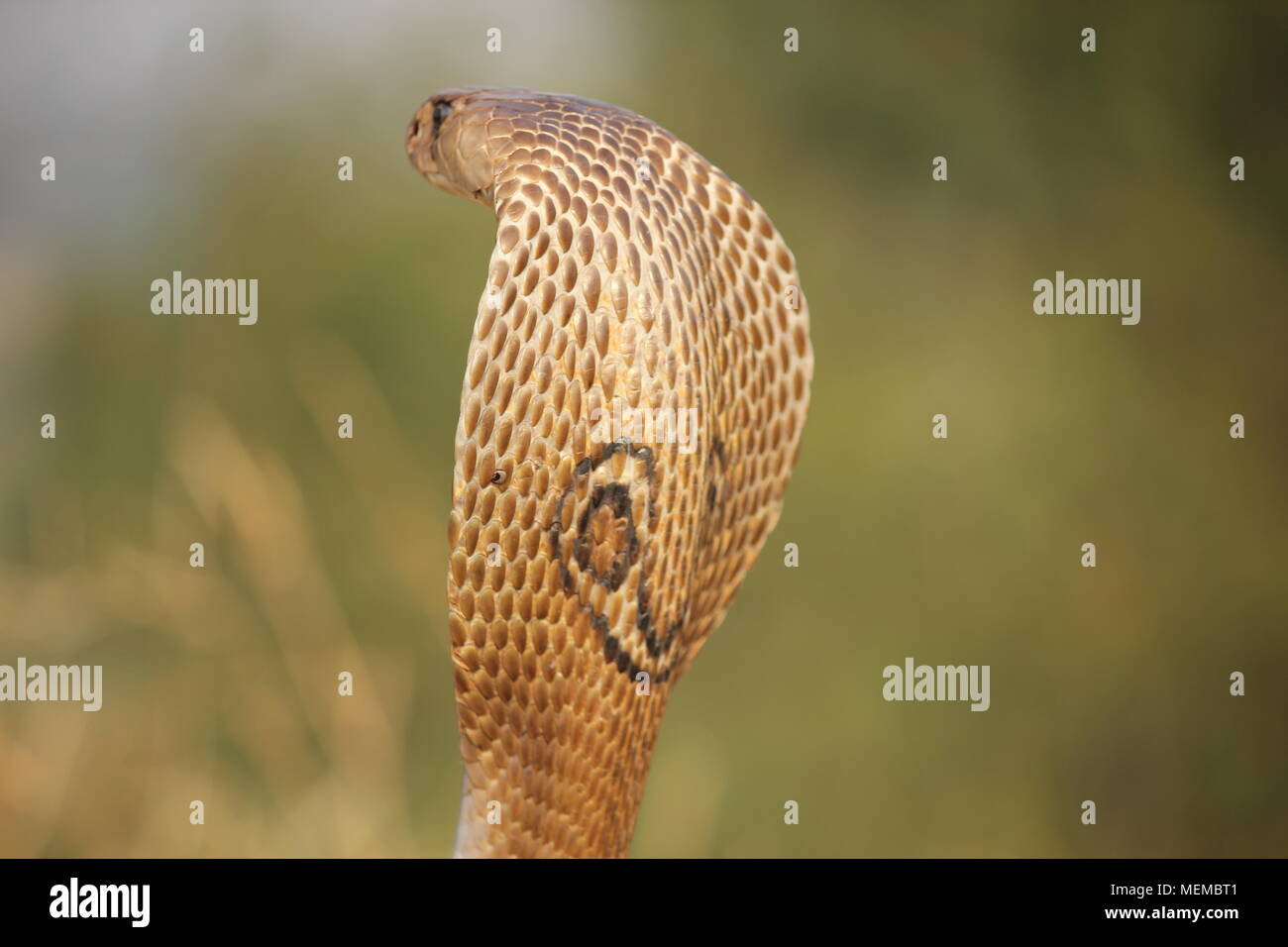Indische Spektakel cobra in seiner aggressiven Duplex-eingang Stockfoto