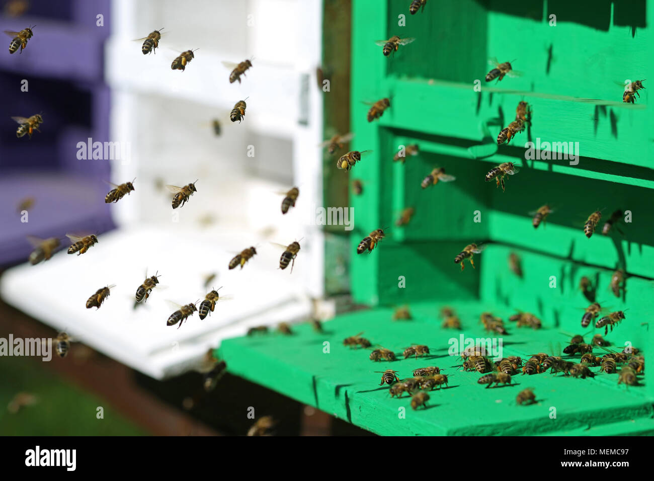 In der Nähe von Flying Honigbienen vor ihrem Bienenstock Stockfoto
