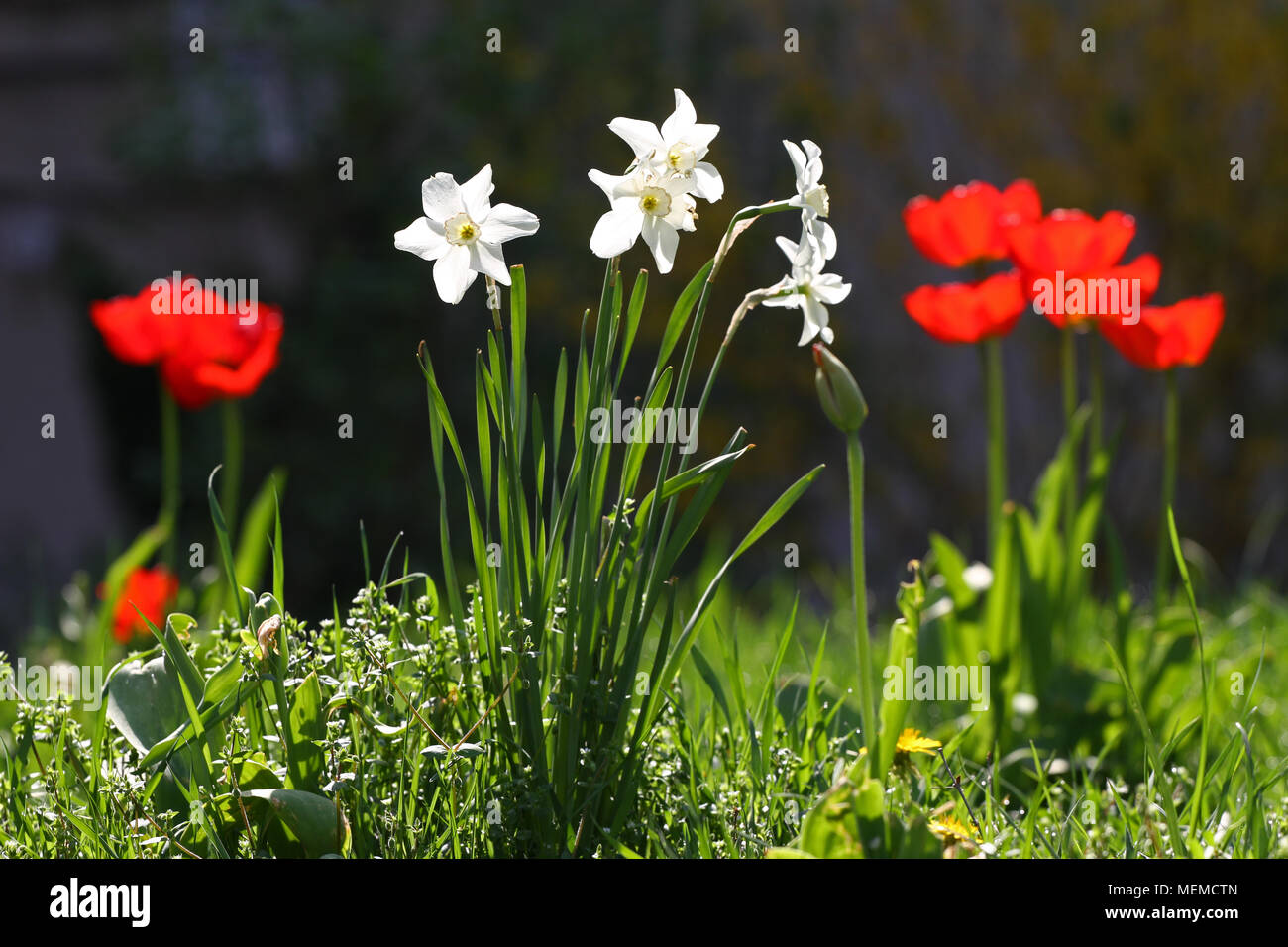 Narzisse Narzissen Und Tulpen Rote Tulpe Und Weissen Narzissen Narzisse Auf Sonneneinstrahlung Tulpe Und Narzisse Tapete Bulgarische Flagge Farben Stockfotografie Alamy