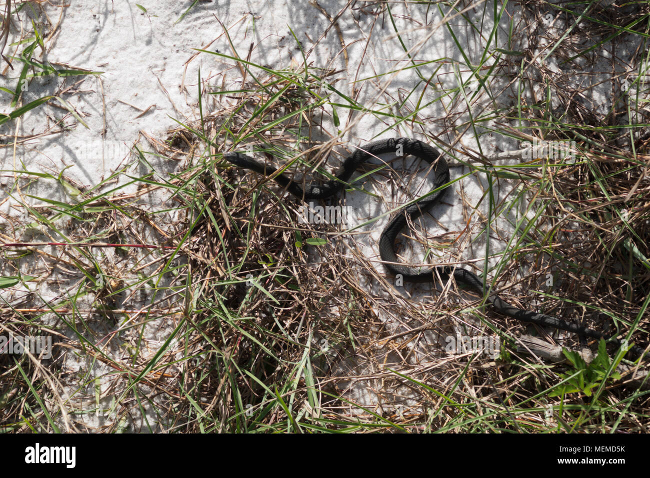 Ein blauer Racer snake kriechend durch das Gras am Strand am südlichen Ende der Bucht von Mobile, Alabama. Stockfoto