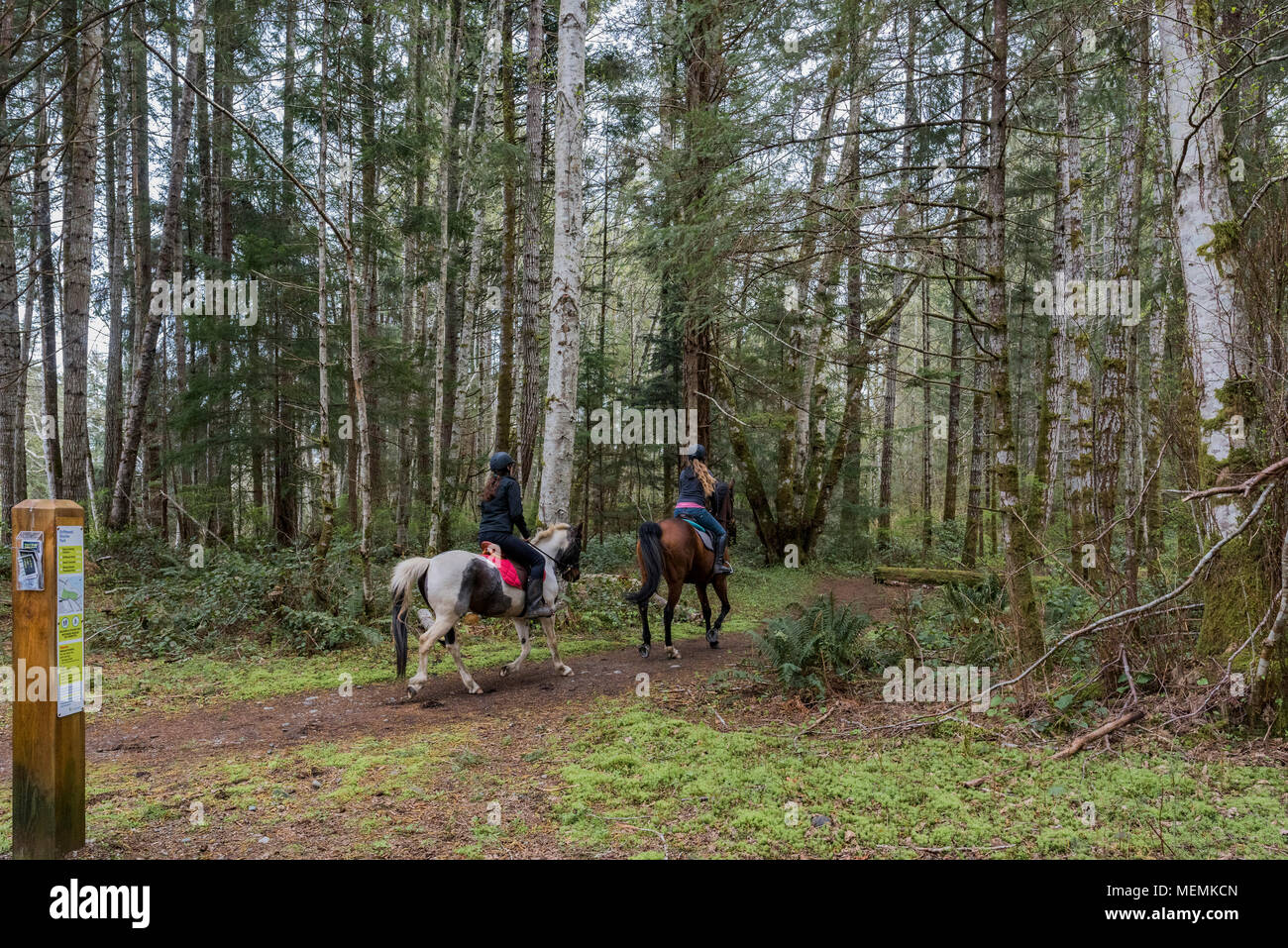 Junge Frauen reiten Pferde auf Trail im Driftwood Marine Park, Black Creek, Comox Valley, British Columbia, Kanada. Stockfoto