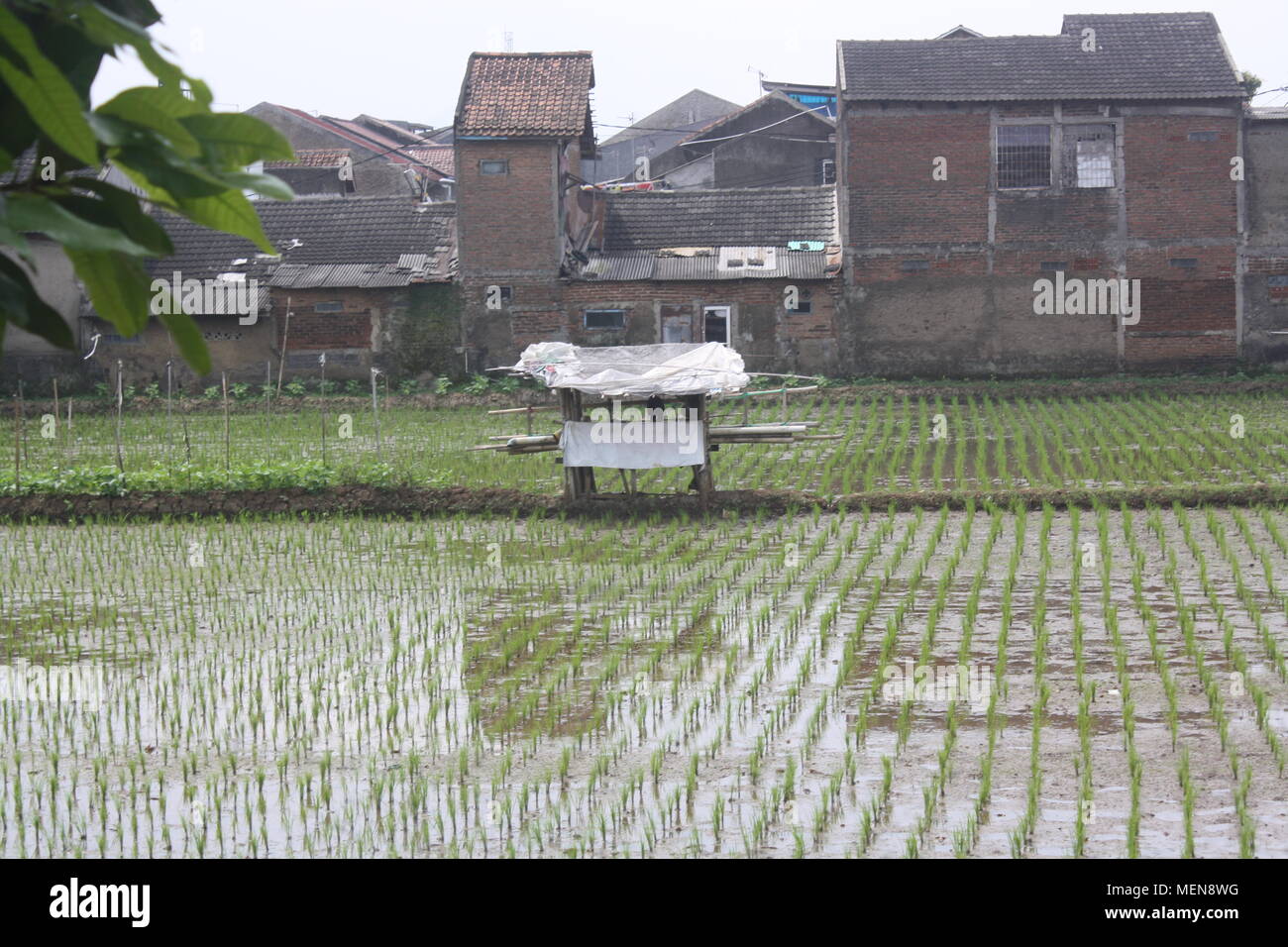 Eine kleine Hütte zwischen vegetativen Reisfeld und Wohngebiet in Bandung Stockfoto