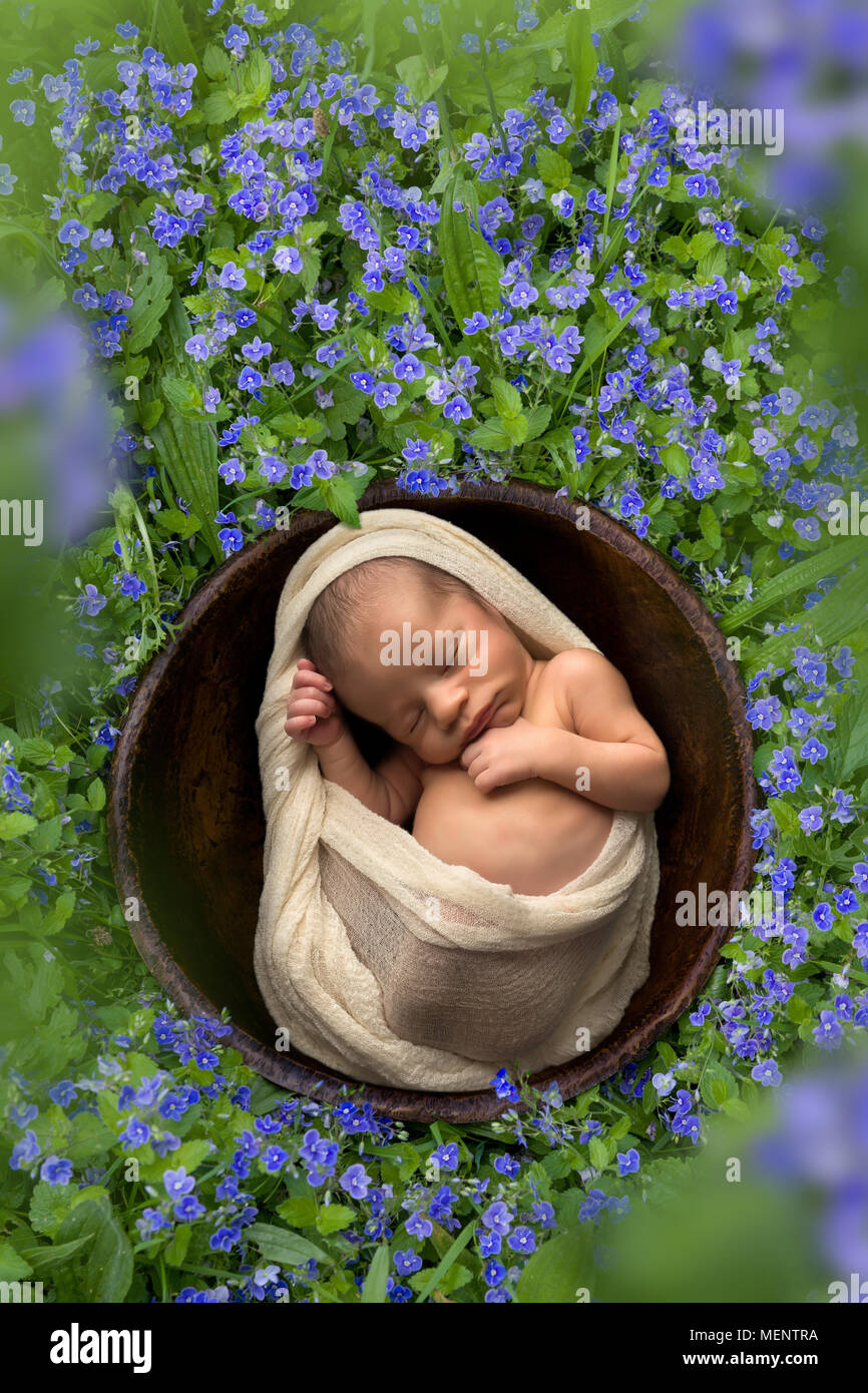 Dem kleinen neugeborenen Baby schlafen in einer Schüssel in einer Wiese mit speedwell Blumen Stockfoto