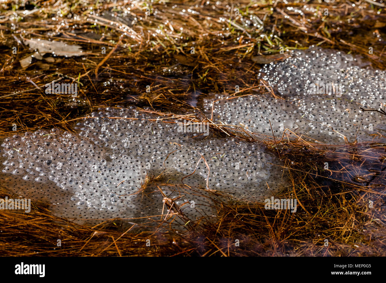 Frosch Eier aus der Gemeinsamen Frog, Rana temporaria. Mehrere Cluster im Wasser liegend im April. Truust, Norwegen Stockfoto
