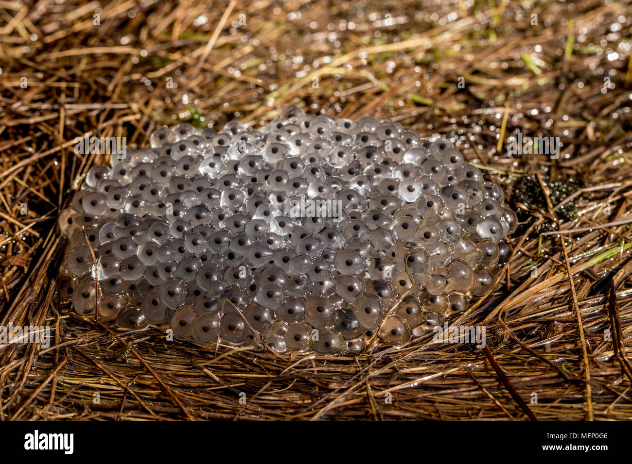 Frosch Eier aus der Gemeinsamen Frog, Rana temporaria, liegen auf feuchten Gras an Land. Truust, Norwegen Stockfoto