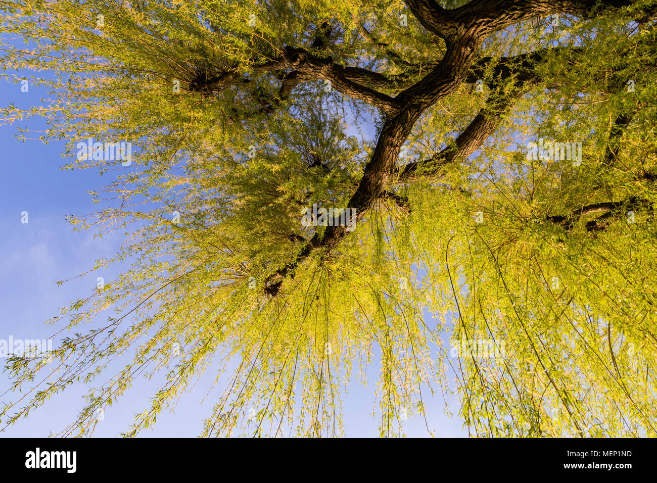 Weidenbaum mit grünen Blättern im Frühling sprießen Stockfoto