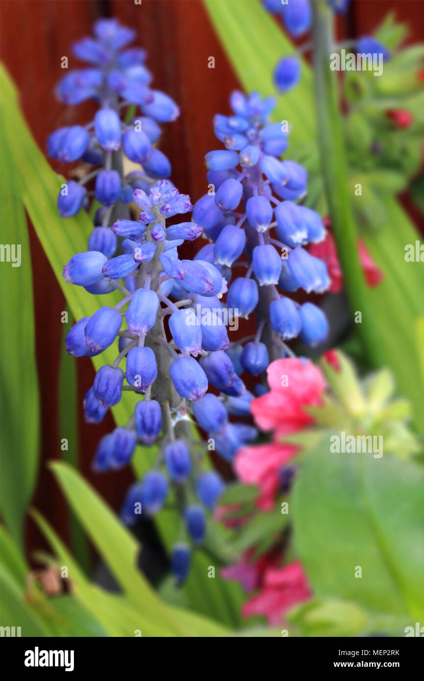Grape Hyacinth Stockfoto