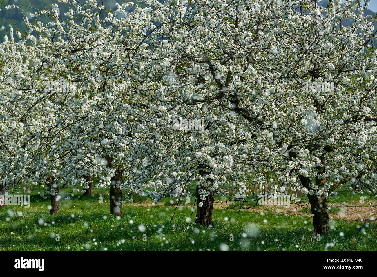 Blütenblätter von Kirschblüten fiel mit dem Wind Kirsche Baum Bäume Obstgarten in voller Blüte. Stockfoto