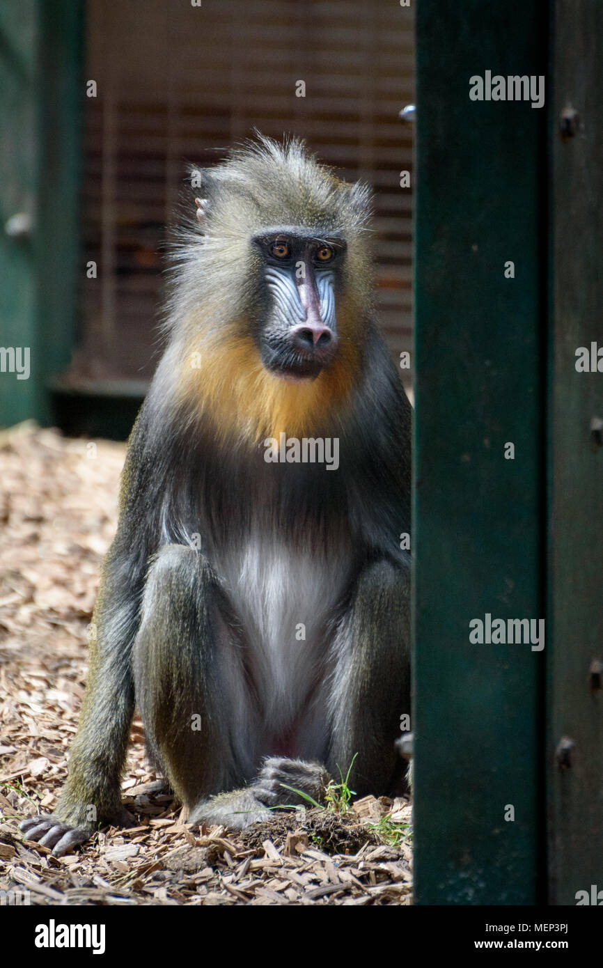 Im gehege chester zoo Stockfotos und -bilder Kaufen - Alamy