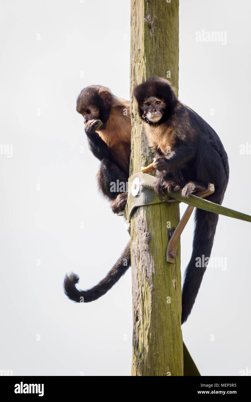 Zwei Affen auf einer Stange Stockfoto