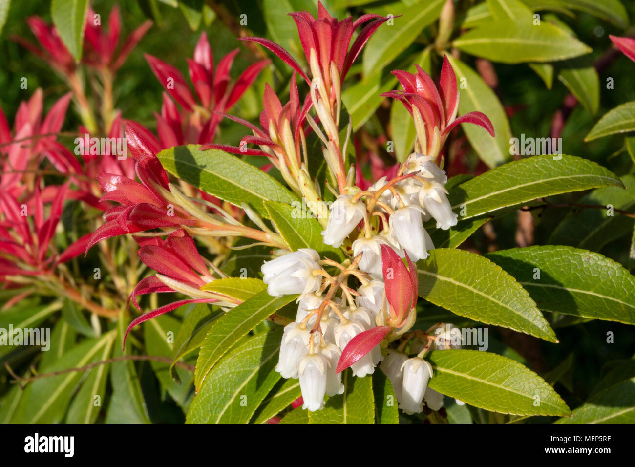 Pieris Japonica Waldflamme Stockfotos Und Bilder Kaufen Alamy
