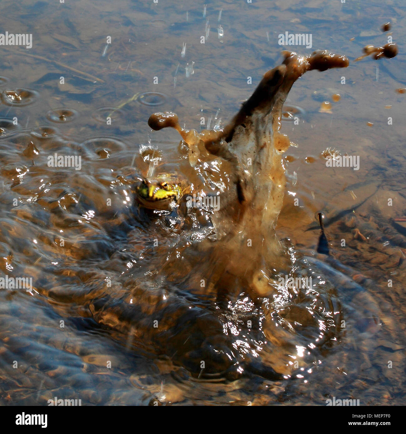 Der Frosch springt ins Wasser und nimmt eine große Spray Stockfotografie -  Alamy