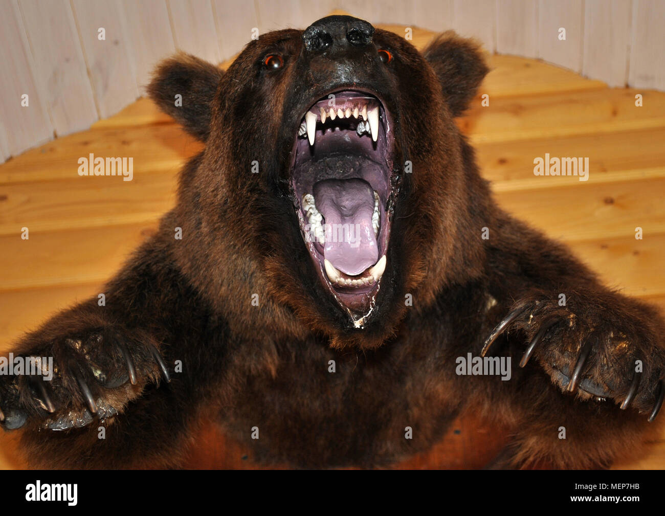 An der Wand hängt ein Ausgestopfter Bär Kopf mit offenem Mund. Stockfoto