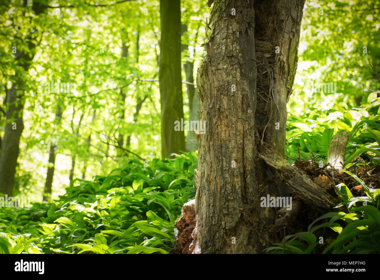 Alten Baumstamm im grünen Wald Stockfoto