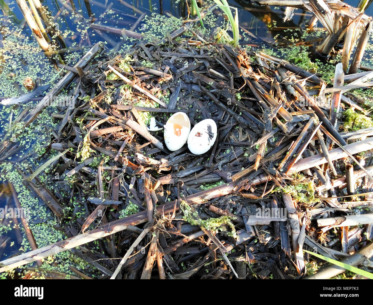Podiceps cristatus. Das Nest der Haubentaucher in der Natur. Stockfoto