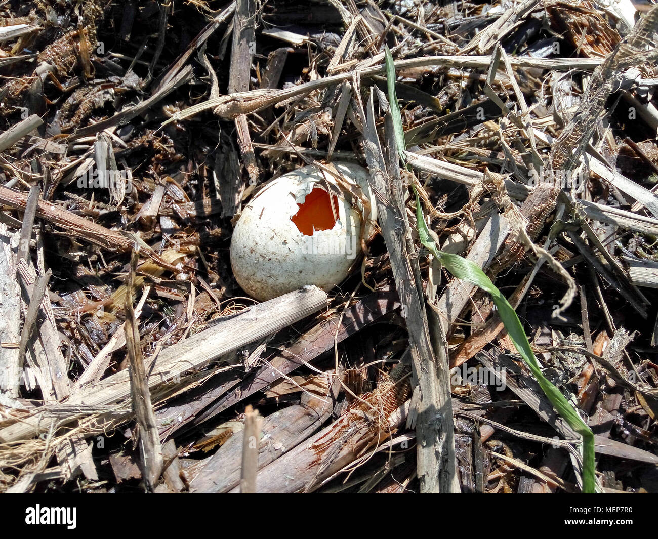 Podiceps cristatus. Das Nest der Haubentaucher in der Natur. Stockfoto