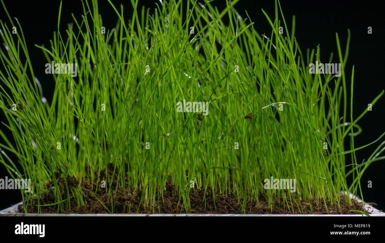 Grünen Gras im Flower pod Stockfoto