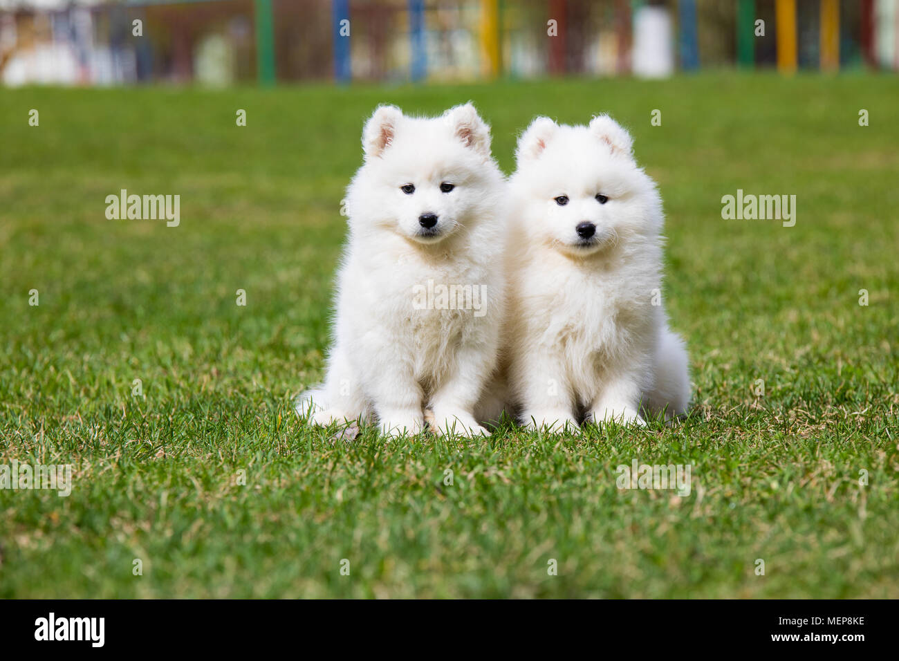 Weiße Samojeden Welpe Hund Stockfoto