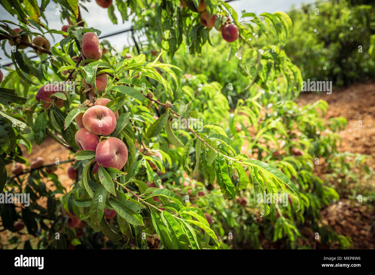 Donut Pfirsiche auf einem Zweig und grünen Blättern. Peach Orchard Stockfoto