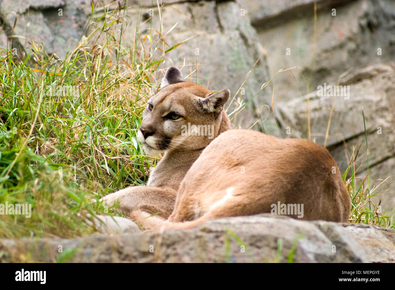 Ein Cougar in das Gras an den Zoo Calgary, Alberta, Kanada zur Festlegung Stockfoto